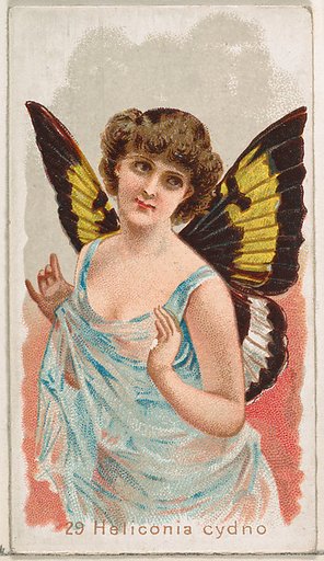 Card 29, Heliconia Cydno, from the Butterflies series (N183) issued by Wm. S. Kimball & Co.