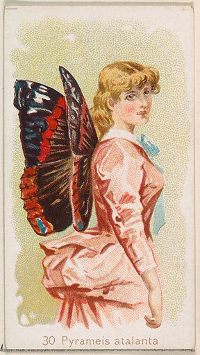 Card 30, Pyrameis Atalanta, from the Butterflies series (N183) issued by Wm. S. Kimball & Co.