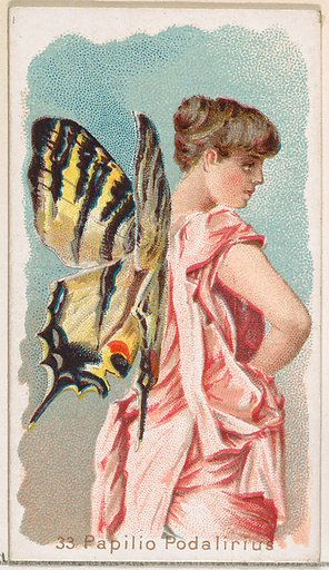 Card 33, Papilio Podalirius, from the Butterflies series (N183) issued by Wm. S. Kimball & Co.