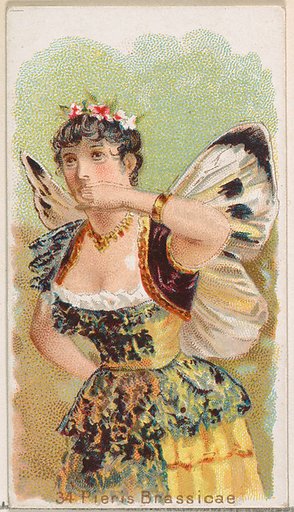 Card 34, Pieris Brassicae, from the Butterflies series (N183) issued by Wm. S. Kimball & Co.