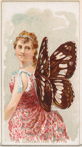Card 35, Limenitis Sybilla, from the Butterflies series (N183) issued by Wm. S. Kimball & Co.