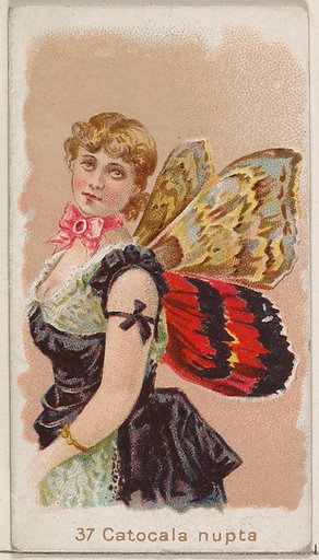Card 37, Catocala Nupta, from the Butterflies series (N183) issued by Wm. S. Kimball & Co.