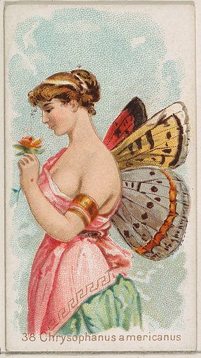 Card 38, Chysophanus Americanus, from the Butterflies series (N183) issued by Wm. S. Kimball & Co.