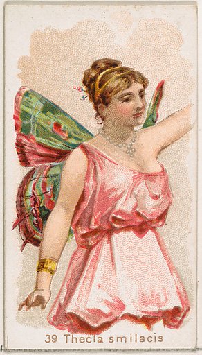 Card 39, Thecla Smilacis, from the Butterflies series (N183) issued by Wm. S. Kimball & Co.