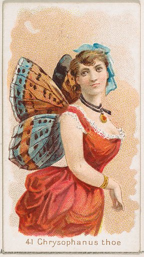 Card 41, Chrysophanus Thoe, from the Butterflies series (N183) issued by Wm. S. Kimball & Co.