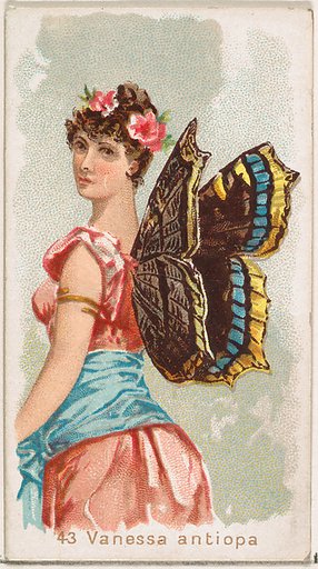 Card 43, Vanessa Antiopa, from the Butterflies series (N183) issued by Wm. S. Kimball & Co.