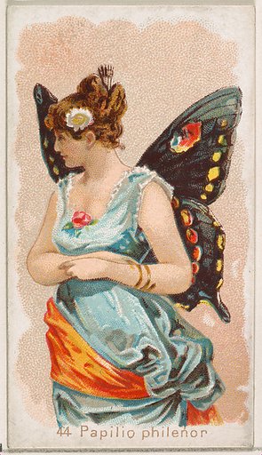 Card 44, Papilio Philenor, from the Butterflies series (N183) issued by Wm. S. Kimball & Co.