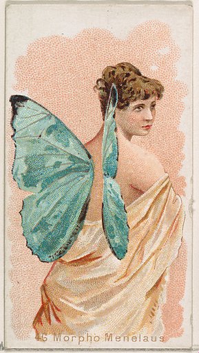 Card 46, Morpho Menelaus, from the Butterflies series (N183) issued by Wm. S. Kimball & Co.