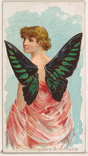 Card 47, Ornithoptera Brookiana, from the Butterflies series (N183) issued by Wm. S. Kimball & Co.