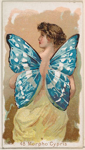 Card 48, Morpho Cypris, from the Butterflies series (N183) issued by Wm. S. Kimball & Co.