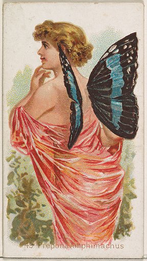 Card 49, Prepona Amphimachus, from the Butterflies series (N183) issued by Wm. S. Kimball & Co.