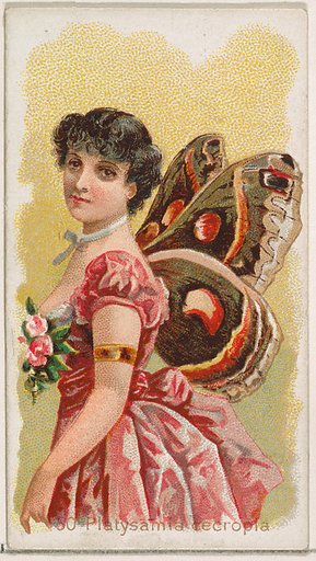 Card 50, Platysamia Cecropia, from the Butterflies series (N183) issued by Wm. S. Kimball & Co.