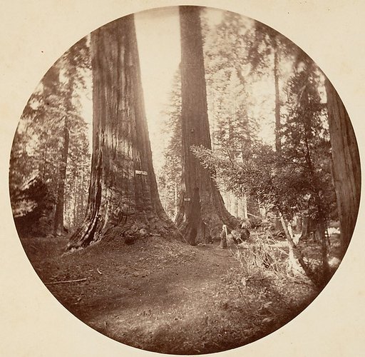Old Dominium and Uncle Tom's Tavern. Calaveras Grove