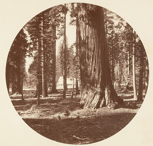 The Mammoth Grove Hotel from the Grove - Calaveras