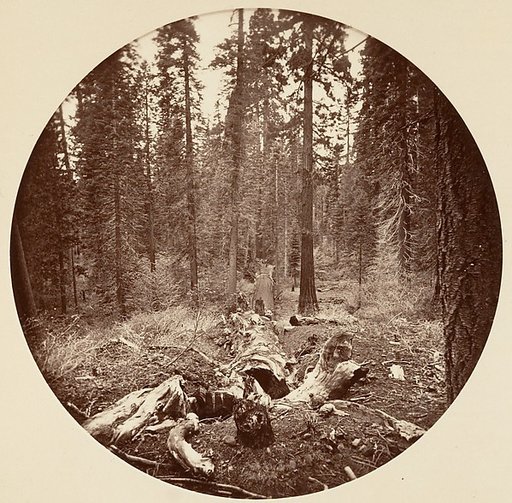 [Yosemite National Park, California]