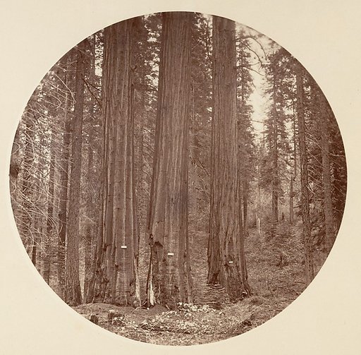 [Yosemite National Park, California]