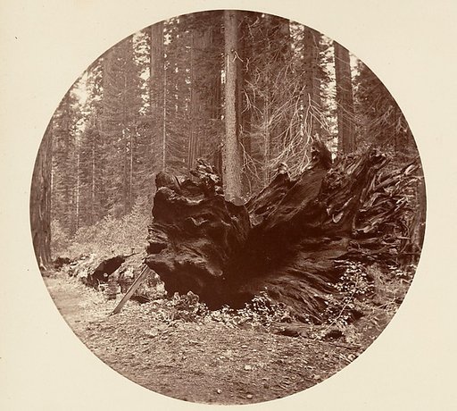 The Father of the Forest 450 ft C. Grove
