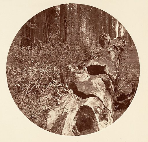 Auld Reckie - C. Grove