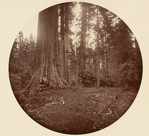 The Father of the Forest - C. Grove