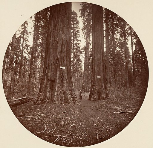 [Trees in Calaveras Grove]