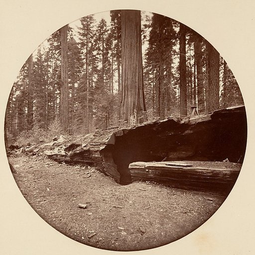 Mammoth Three Grove Hotel Calaveras Co Cal.