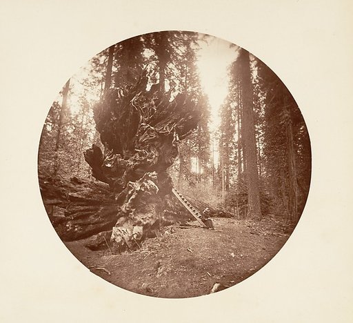 The Father of the Forest - The Horse Back Side. Calaveras Grove