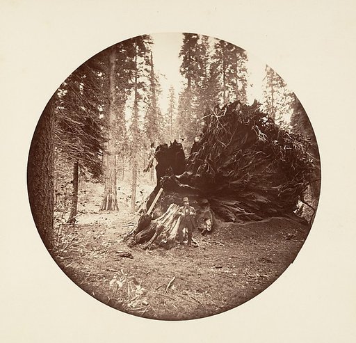 Eagle's Wing - Calaveras Grove