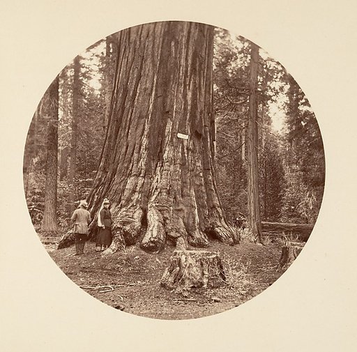The Pride of the Forest - Calaveras Grove