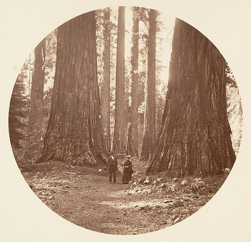 The Three Graces Seen Through the Bryant and Seward Calaveras Grove