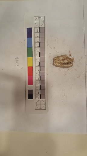 Stucco Fragment