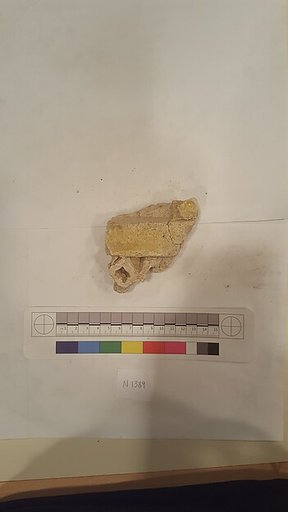 Stucco Fragment
