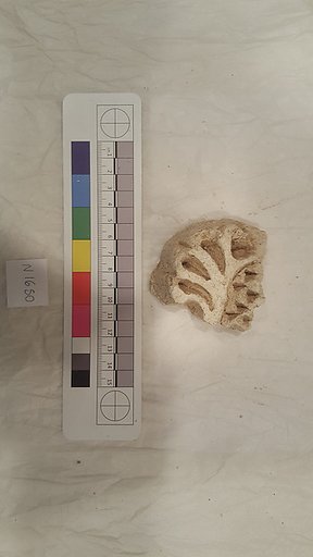 Stucco Fragment