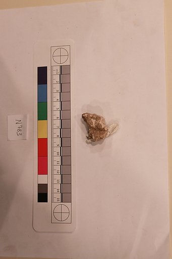 Stucco Fragment