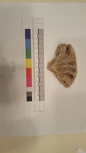 Stucco Fragment