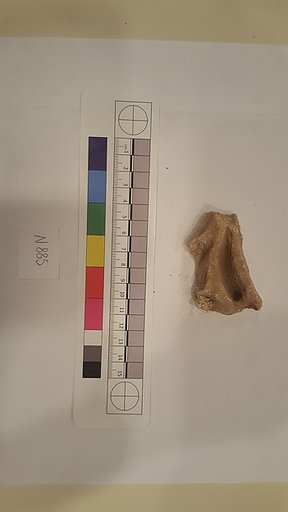 Stucco Fragment