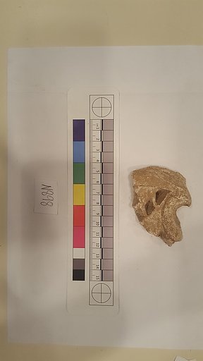 Stucco Fragment