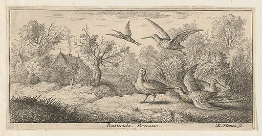 Rusticula, Beccasse (The Woodcock), from "Livre d'Oyseaux" (Book of Birds)