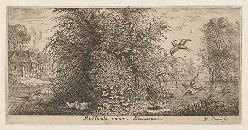 Rusticula minor, Beccassine (The Snipe), from "Livre d'Oyseaux" (Book of Birds)