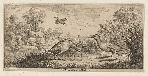 Ortygometra, Ralle (The Rail), from "Livre d'Oyseaux" (Book of Birds)