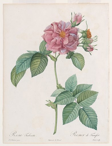 ‘Empress Josephine’ or Frankfort Rose (Rosa turbinata), from "Les Roses" by Claude-Antoine Thory