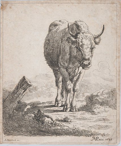 A cow, seen from the front