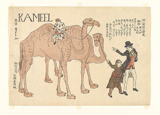 Camels with Dutch Handlers