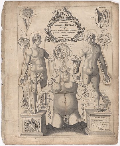A Survey of the Microcosme or the Anatomie of the Bodies of Man and Woman wherein the Skin, Veins, Nerves, Muscles, Bones, Sinews and Ligaments Thereof are Accurately Delineated, and so Disposed by Pasting, as that Each Part of the Said Bodies Both Inward and Outward are Exactly Represented. Useful 