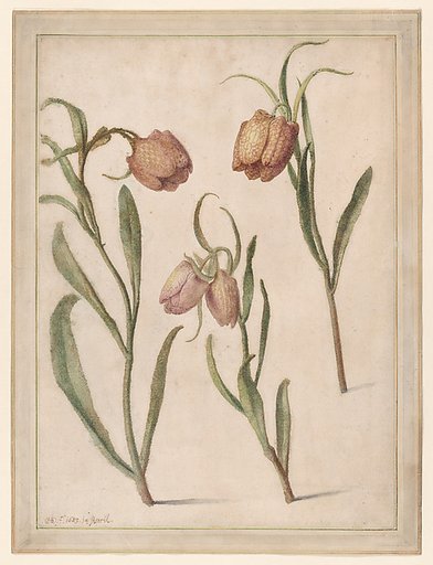 Study of Three Fritillaries