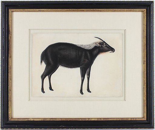 A Chinese Serow (Capricornis milneedwardsi argyrochaetes)