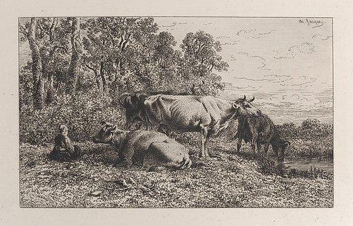 Dutch Cows