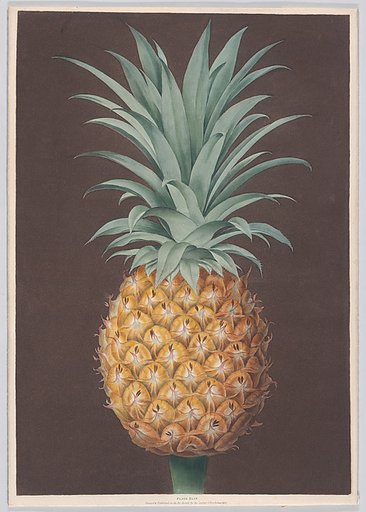 The Smooth Leaved Green Antigua Pine