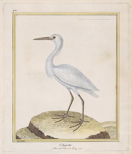 L'Aigrette (Egret), from "Histoire Naturelle de Oiseaux"