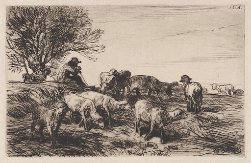 Herd of Sheep