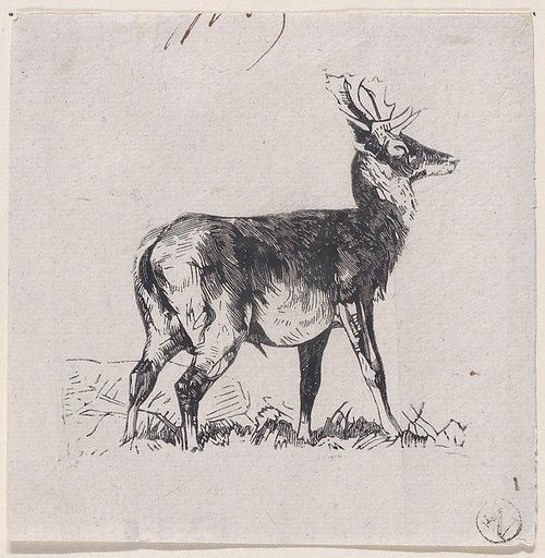 The Deer